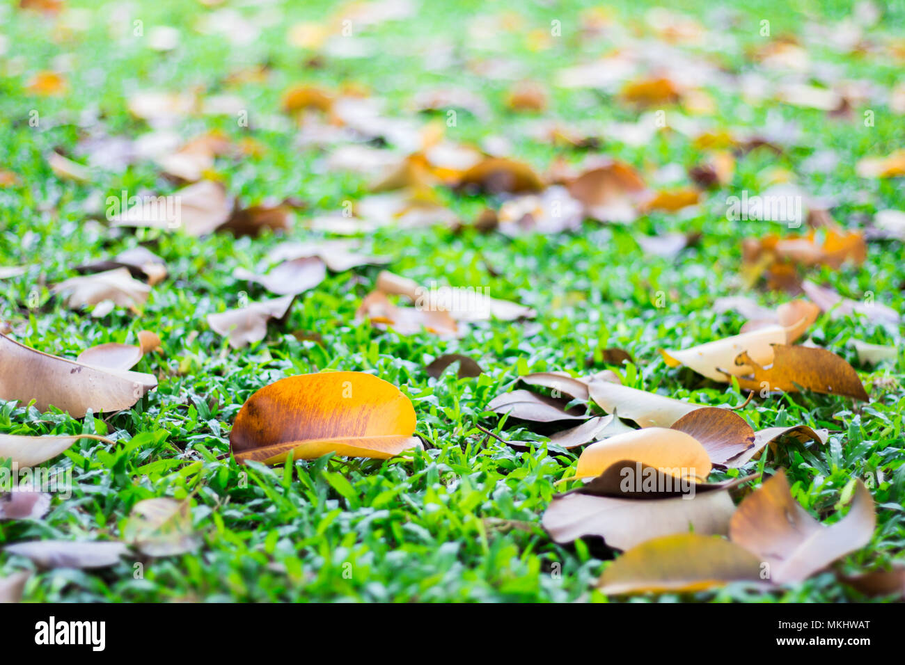 Yellow leaves On the green grass Stock Photo - Alamy