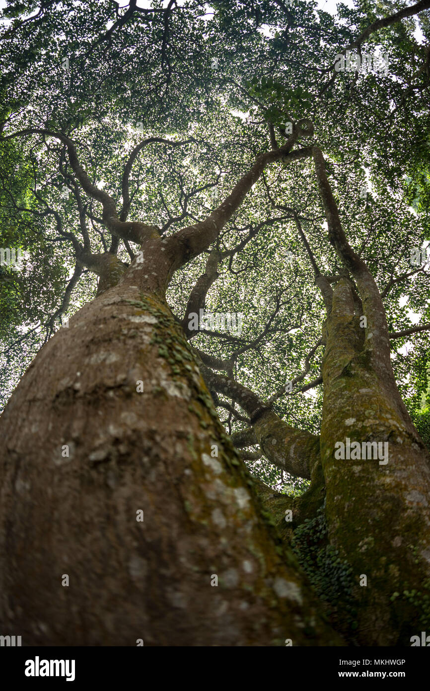 Hugh tropical trees canopy providing shade as viewed from below Stock ...