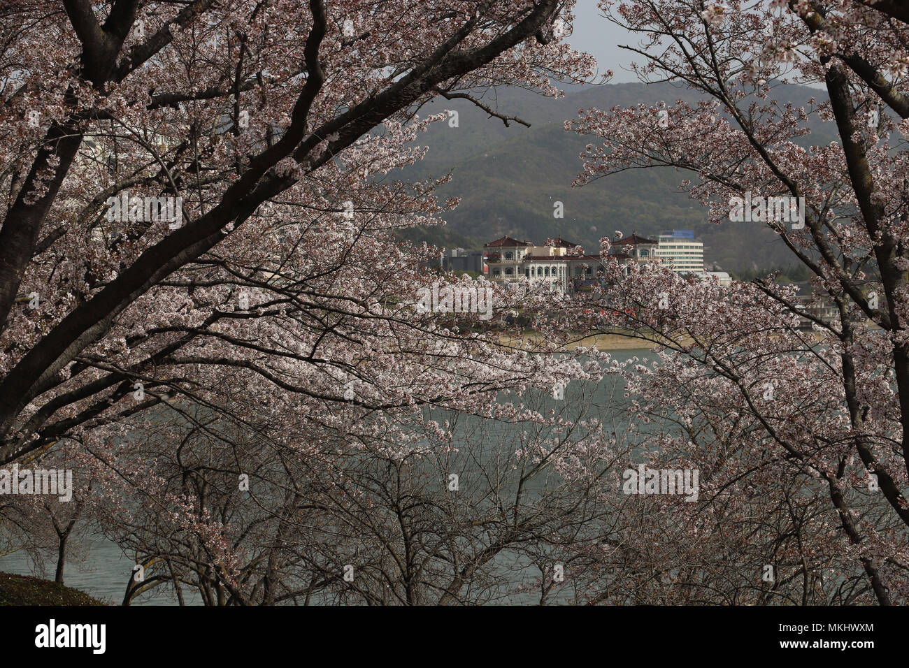 A view of resorts and the lake framed by branches of cherry trees in full bloom at Lake Bomun in Gyeongju, South Korea, with mountains in background Stock Photo