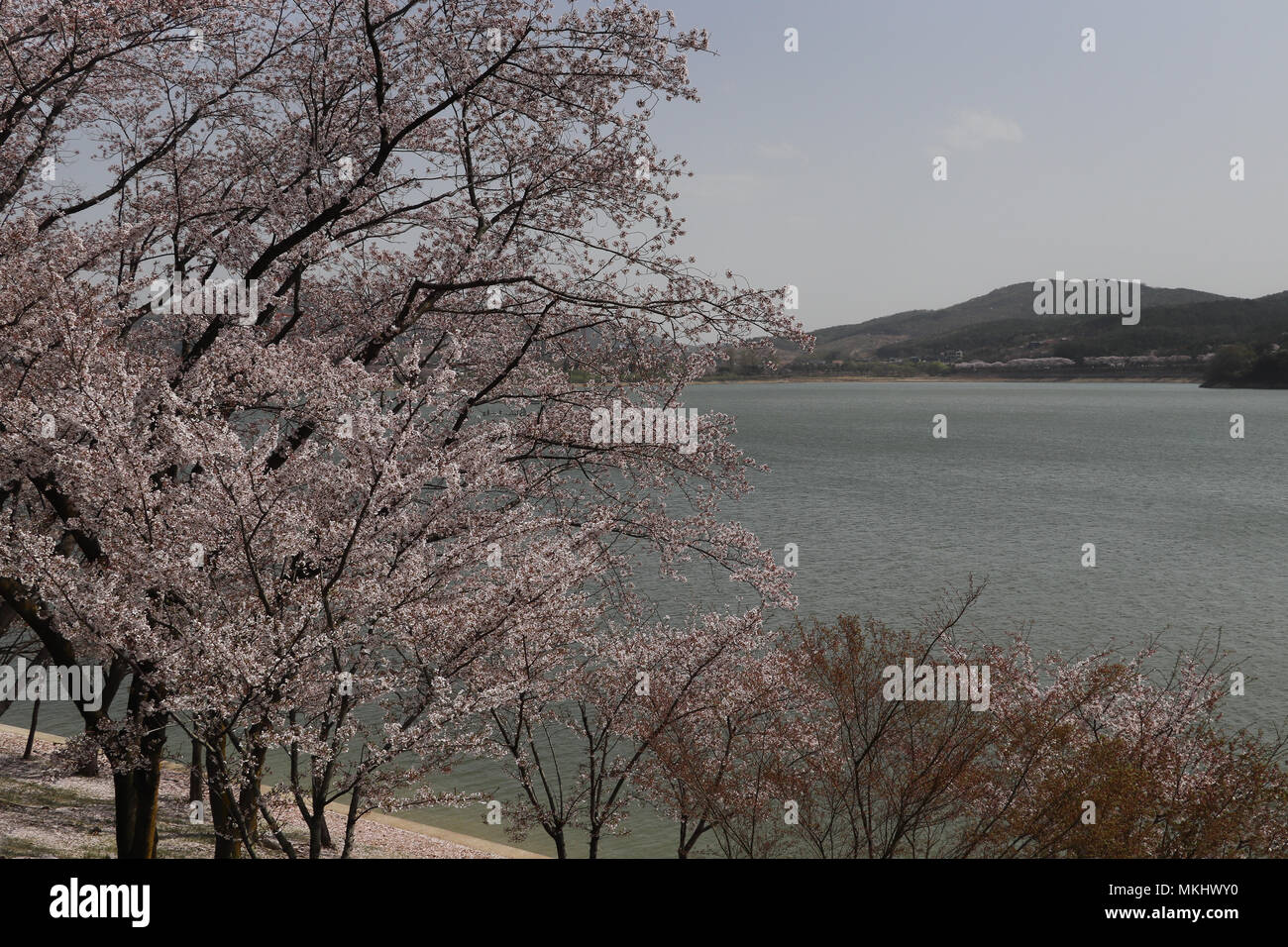 View across Lake Bomun in Gyeongju, South Korea, during peak cherry blossom season. Pink cherry trees, blue lake, distant mountains, and copy space. Stock Photo