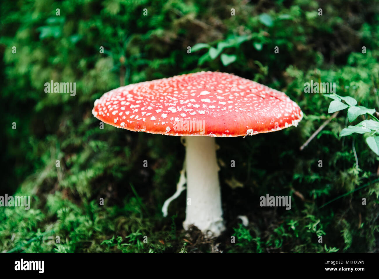 Close up of Amanita Muscaria also known as fly agaric Stock Photo