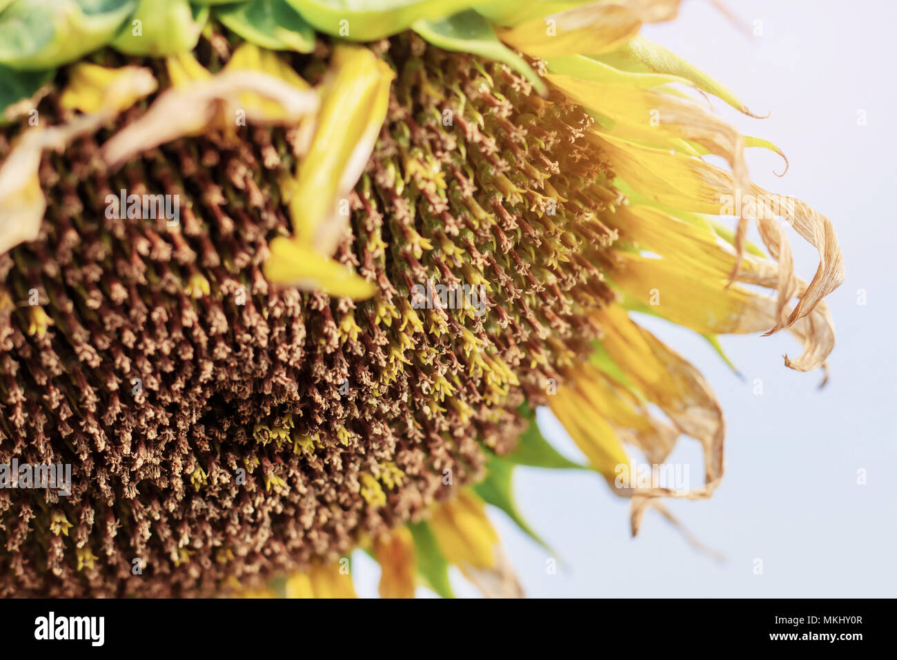 Sunflowers are dying to death with the sunlight Stock Photo Alamy