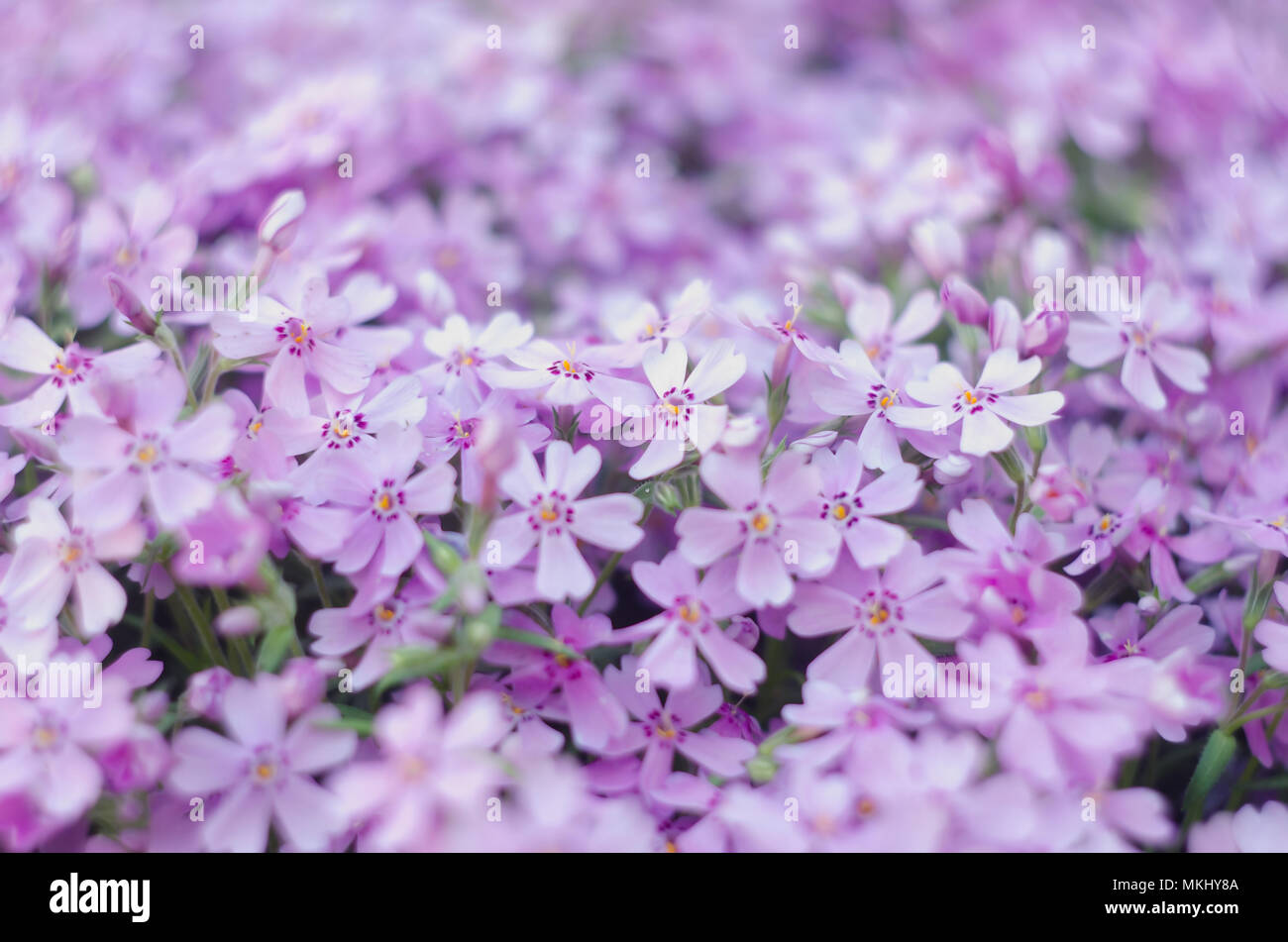 Purple creepeing phlox subulata flowers. Natural background Stock Photo