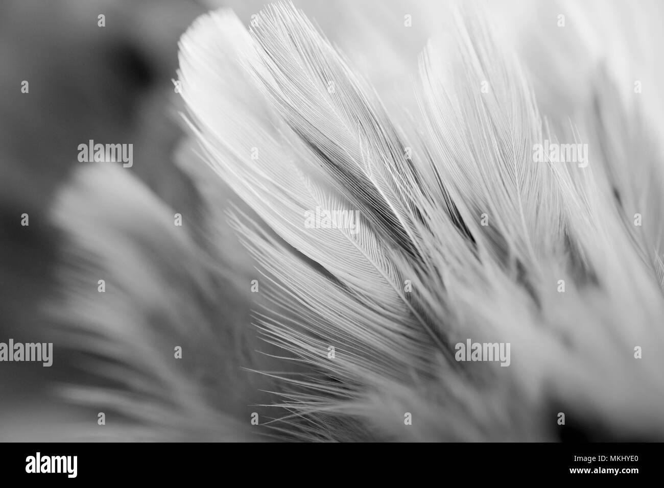 soft focus White feather texture background Stock Photo