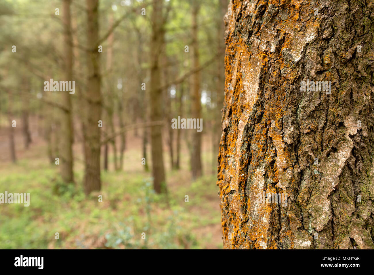 Colour photograph with close-up of Pine tree trunk in foreground covered in orange lichen with woodland scene blurred in background Stock Photo