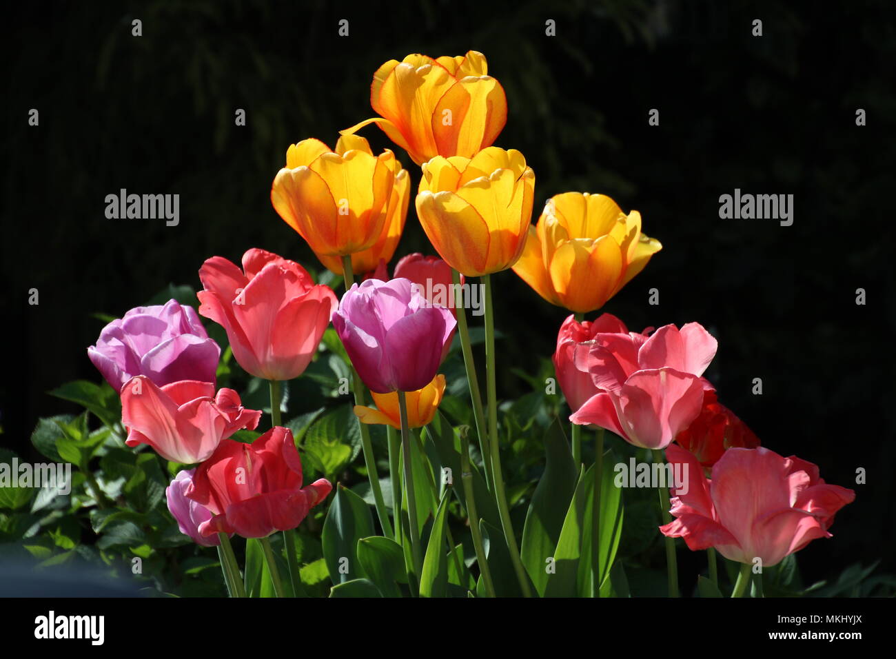 Purple and yellow blooms hi-res stock photography and images - Alamy
