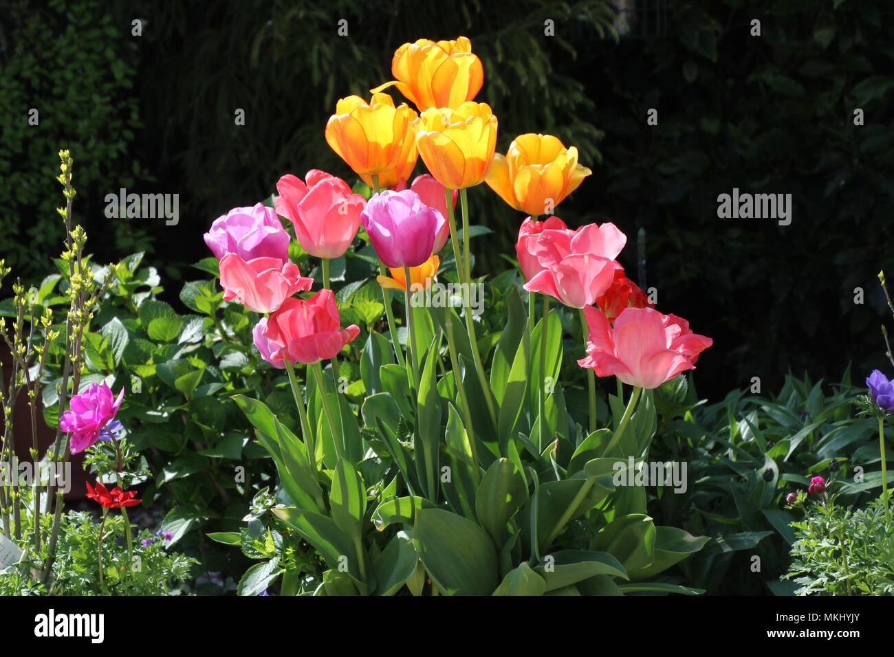 Purple and yellow blooms hi-res stock photography and images - Alamy