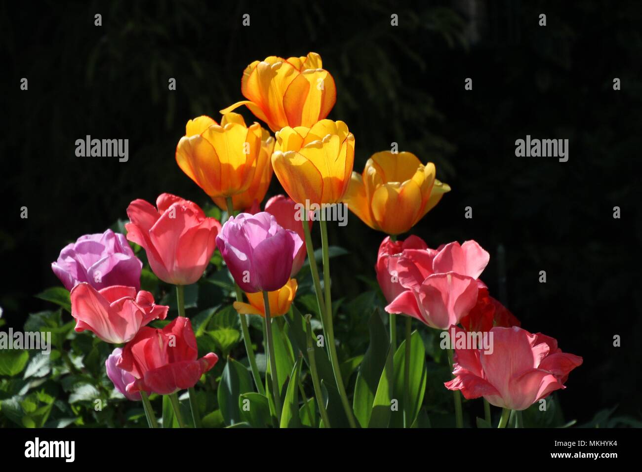 Purple and yellow blooms hi-res stock photography and images - Alamy