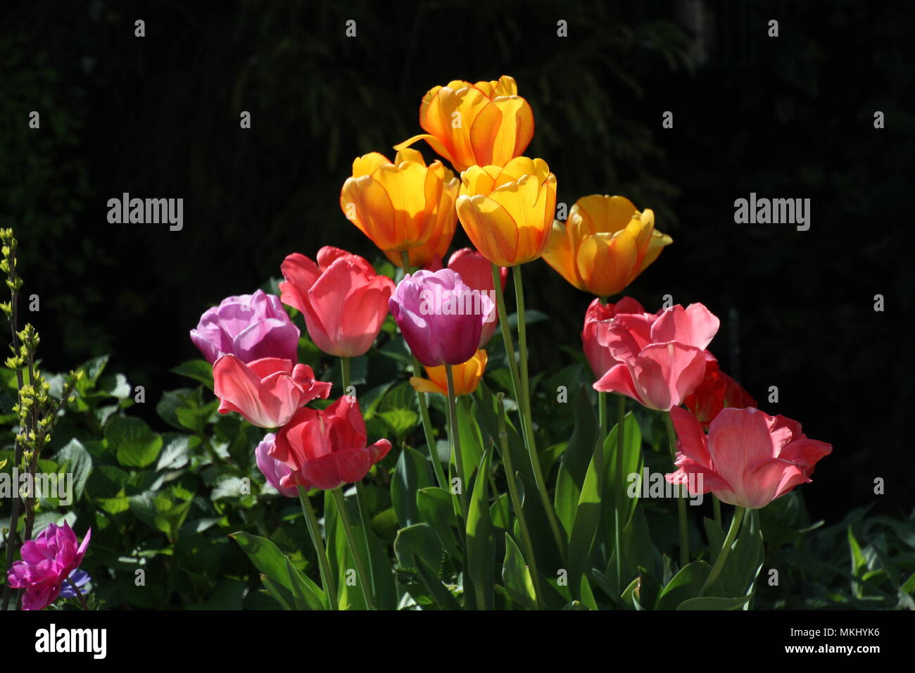 Purple and yellow blooms hi-res stock photography and images - Alamy