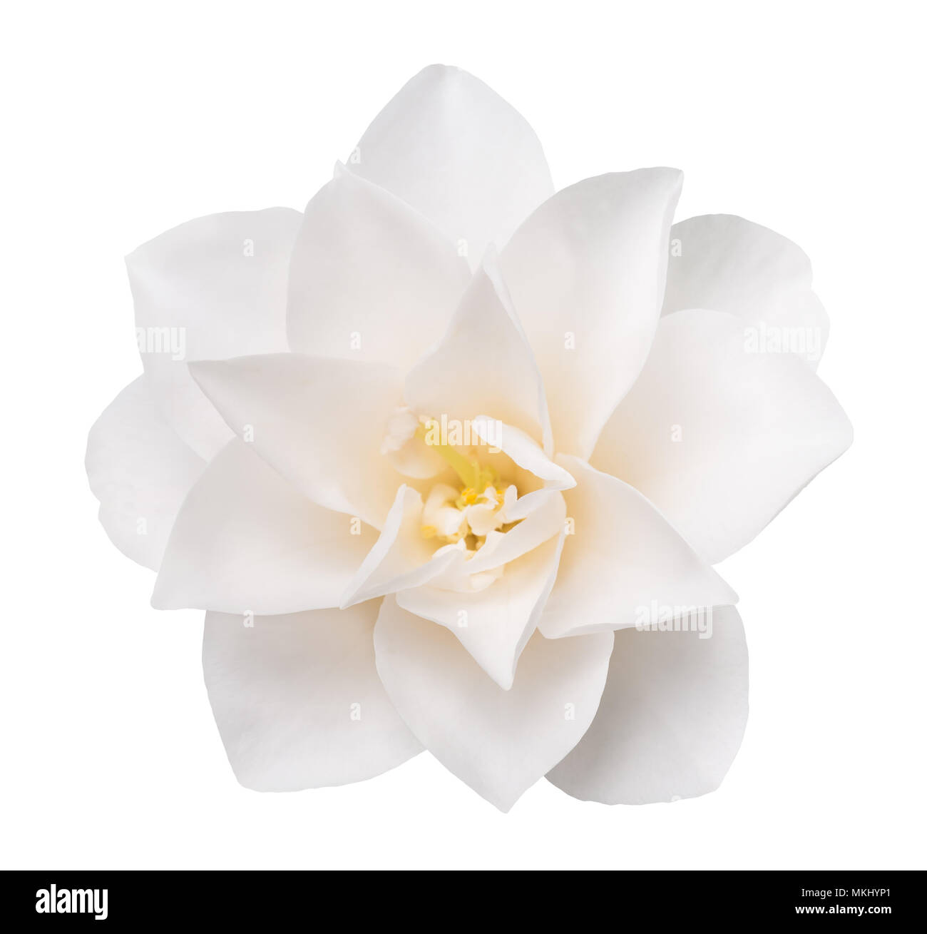 White Camellia Flower  Isolated on White Background Stock Photo