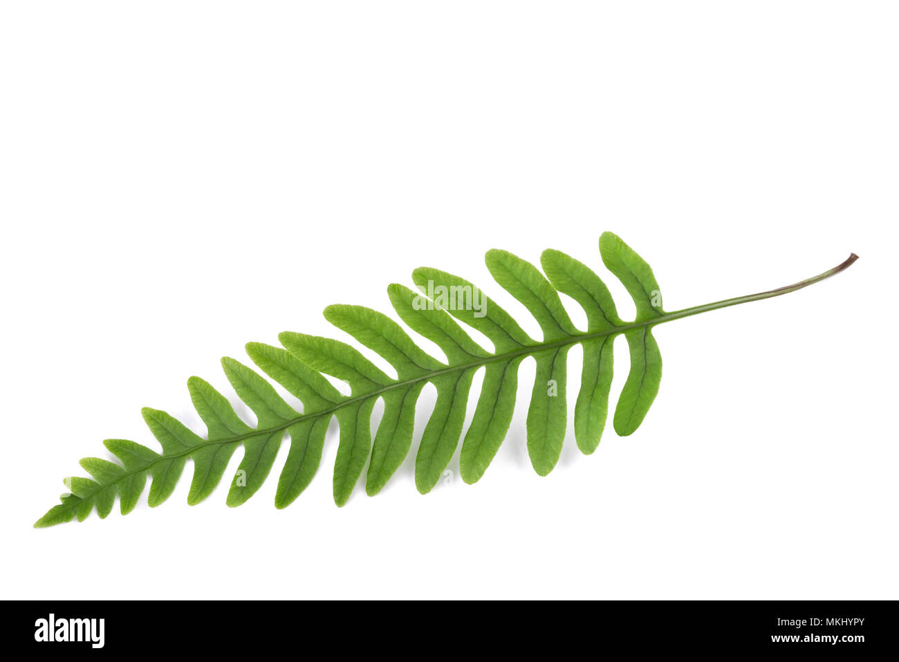 Fresh fern branch isolated on white background Stock Photo