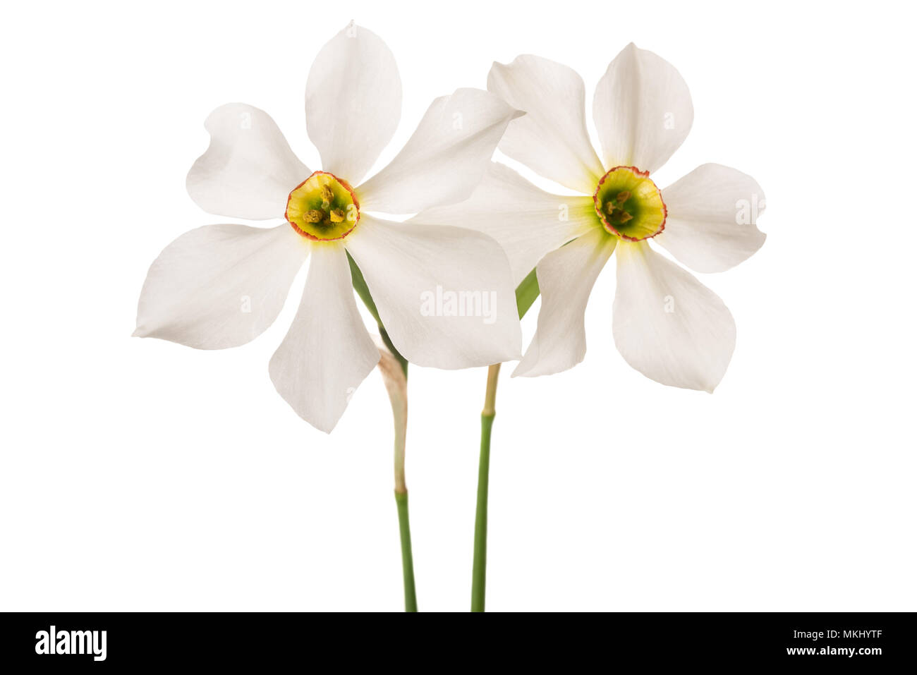 White daffodils (Narcissus poeticus) isolated on white background Stock Photo