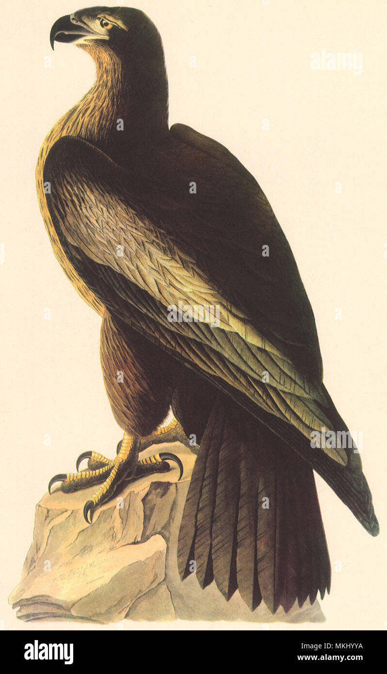 Eagle with white head and tail hi-res stock photography and images - Alamy