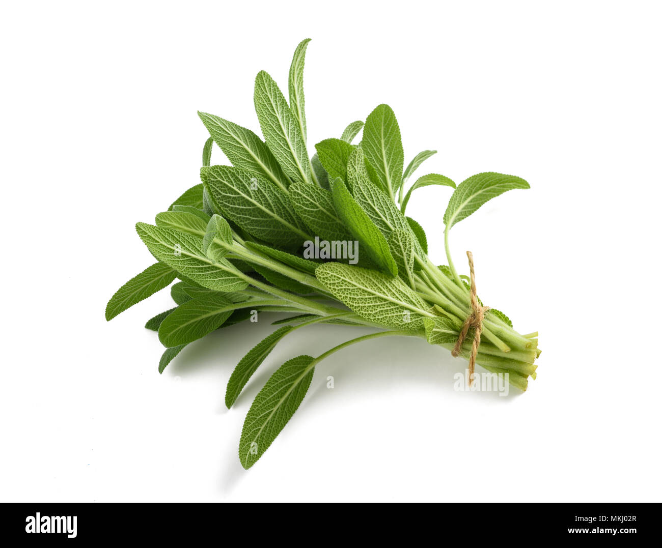 Fresh tied sage bunch isolated on white background Stock Photo