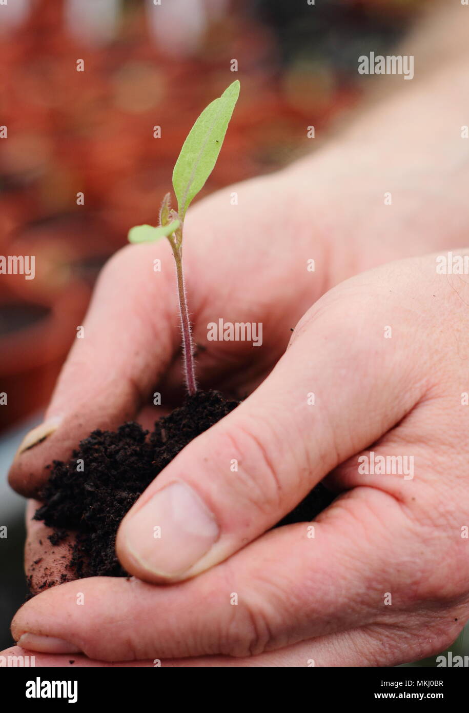 Tomato seedling.  Italian plum tomato variety 'San Marzano' seedling being potted up by gardener in spring, UK Stock Photo