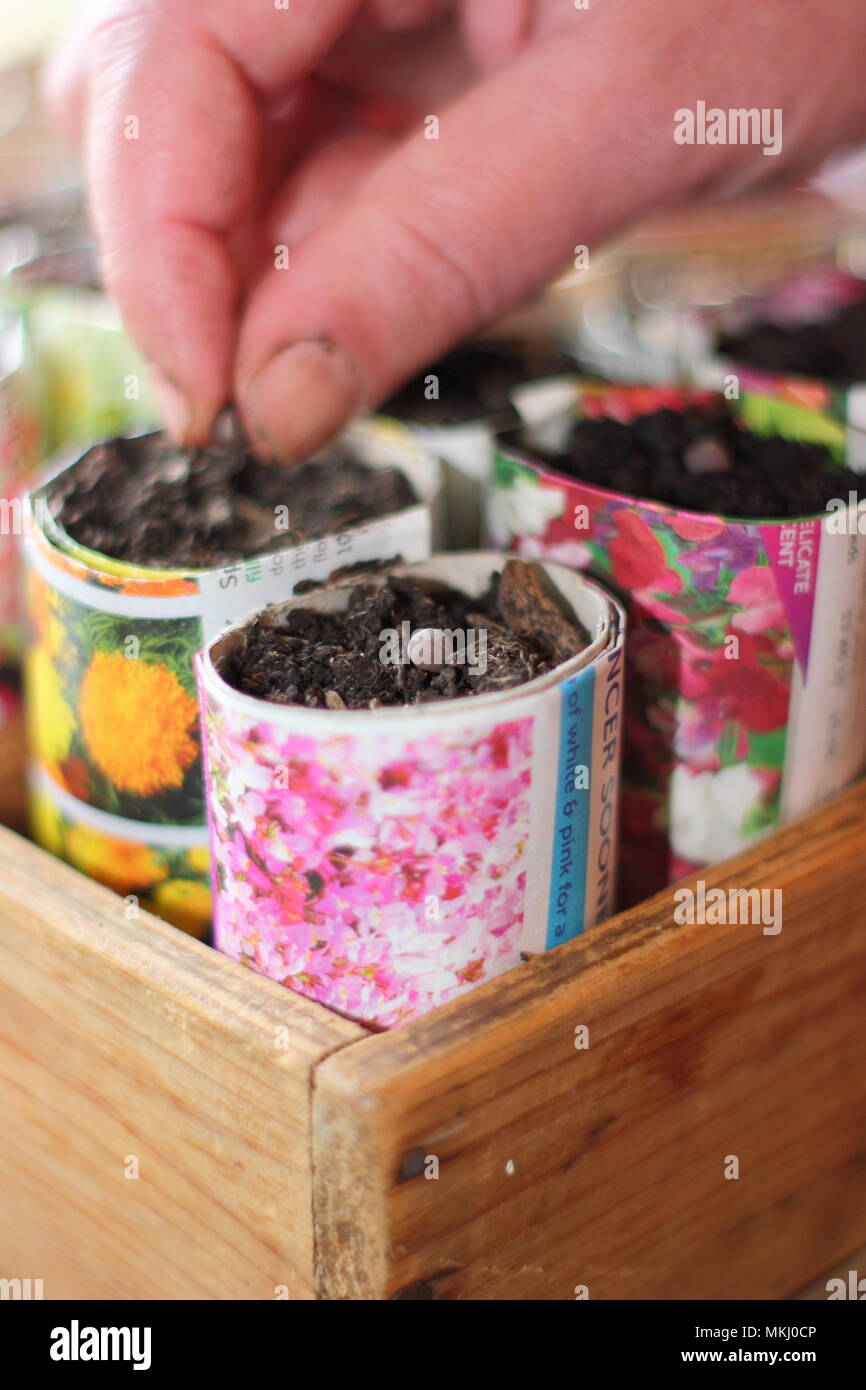 Lathyrus odoratus. Sowing sweet pea seeds in recycled paper pots labelled with a cut twig as an alternative to using plastic in gardening, UK Stock Photo