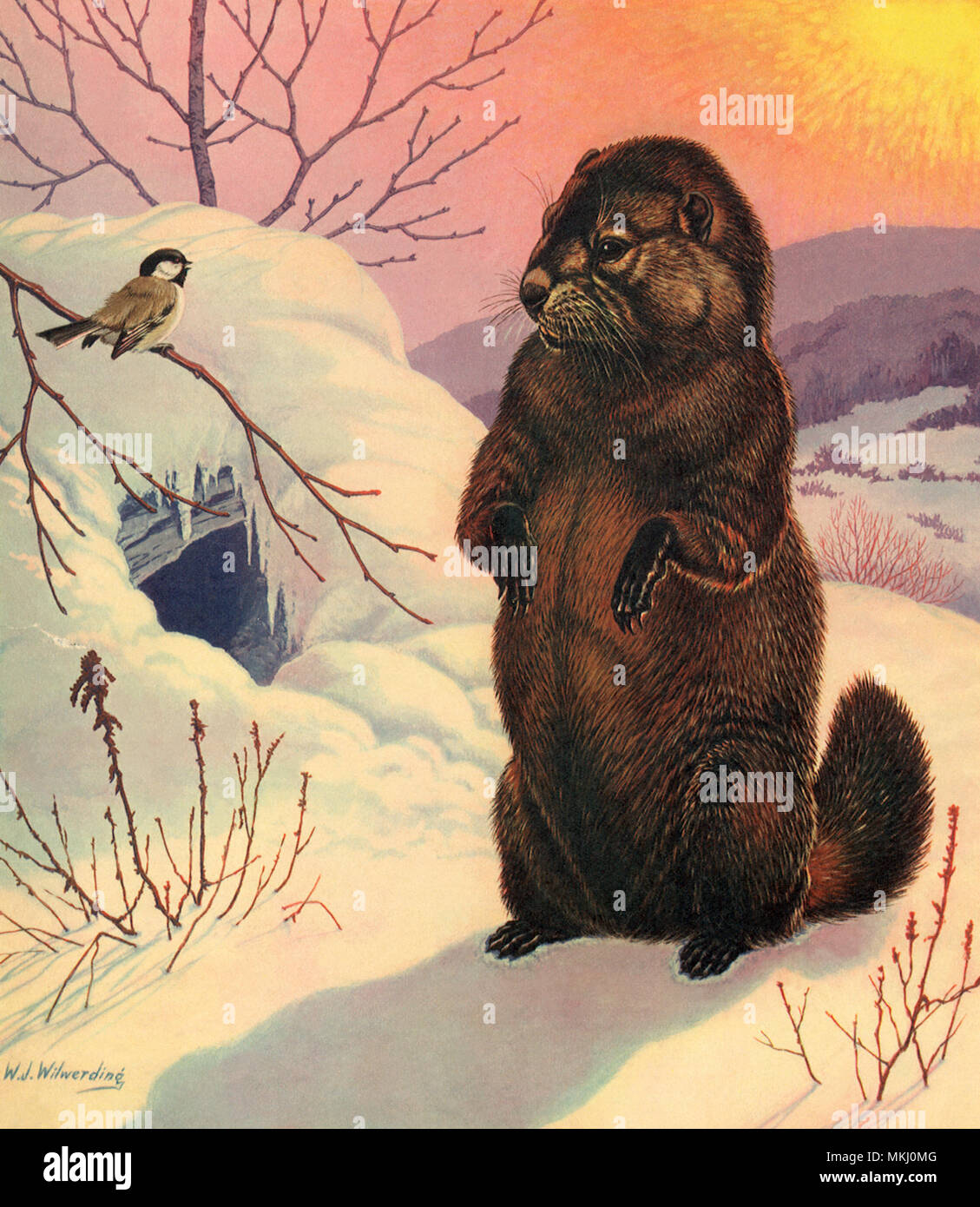 Groundhog Sees Shadow Stock Photo Alamy