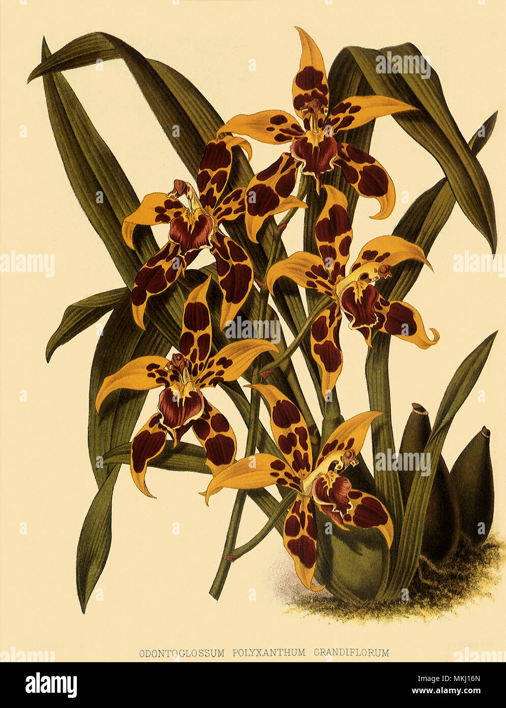 Odontoglossum Polyxanthum var. Grandiflorum Stock Photo