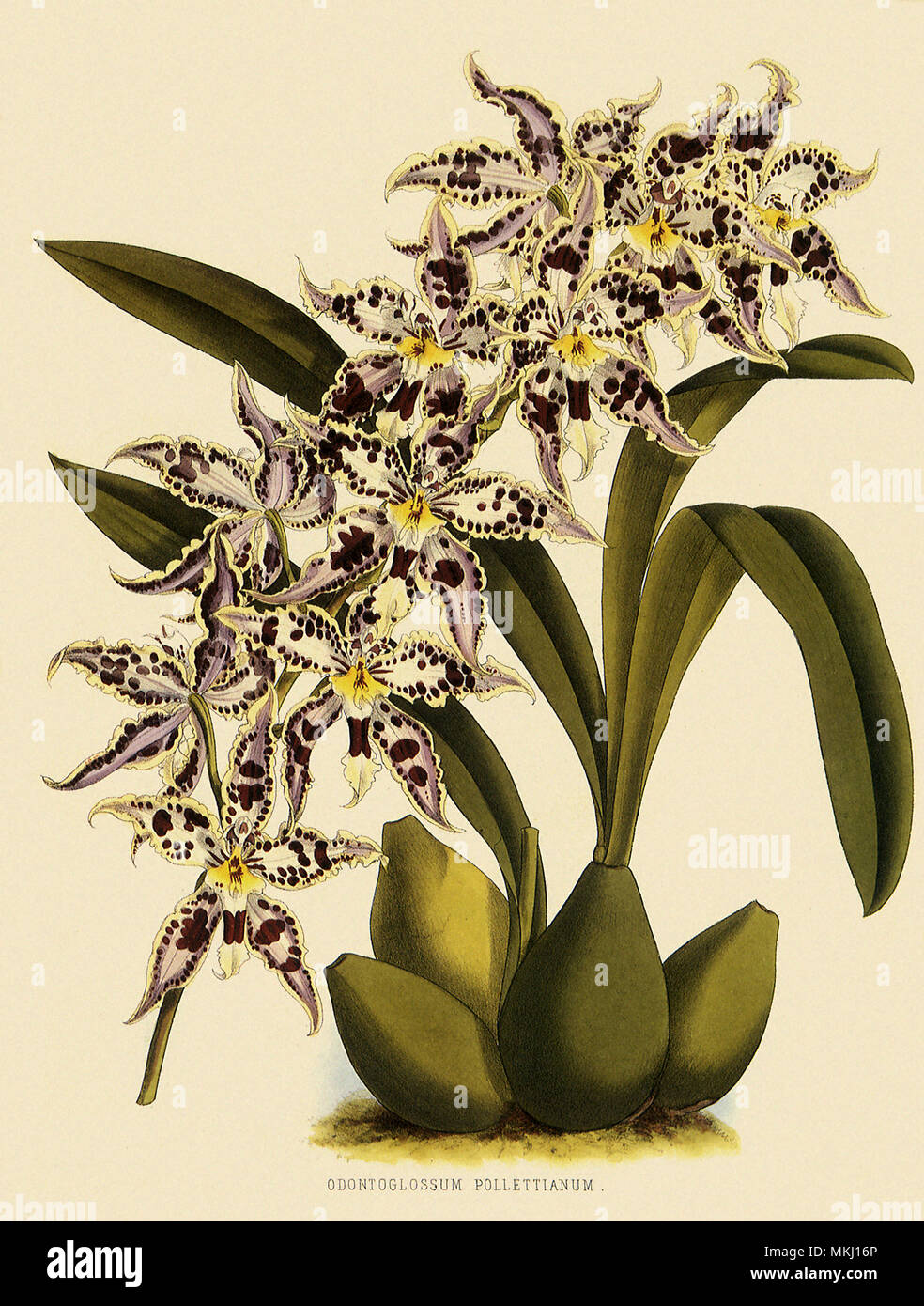 Odontoglossum x Polletianum Stock Photo