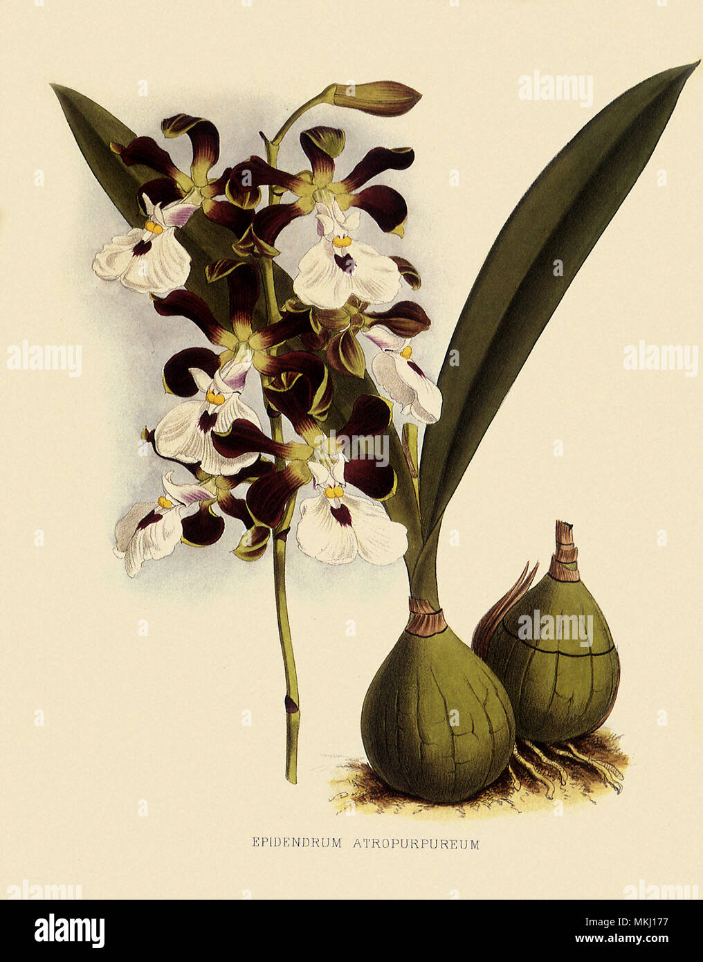 Epidendrum Atropurpureum Stock Photo