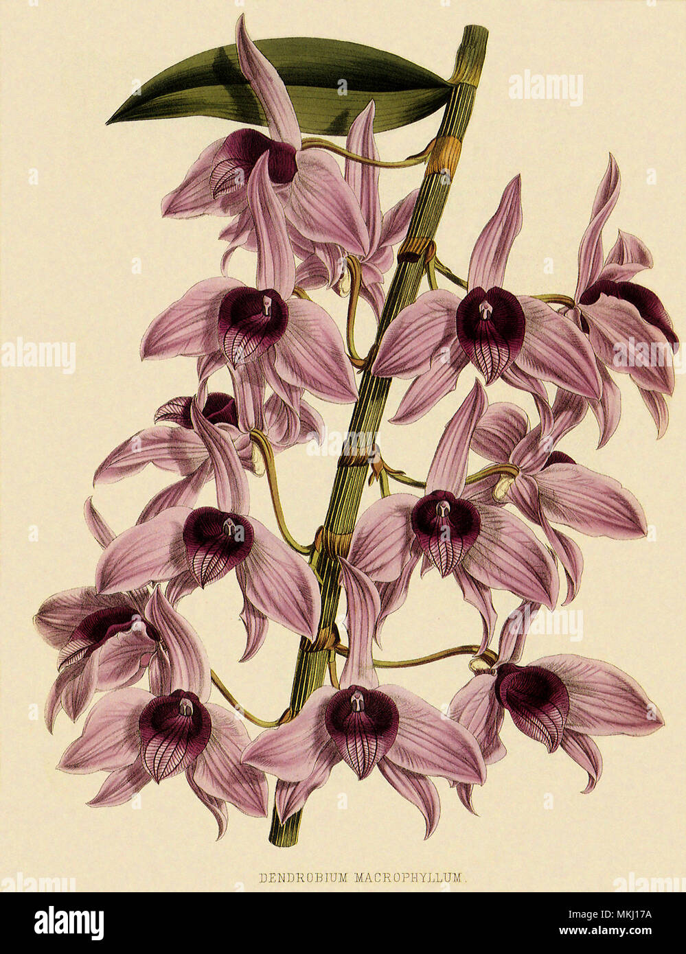 Dendrobium Superbum Stock Photo