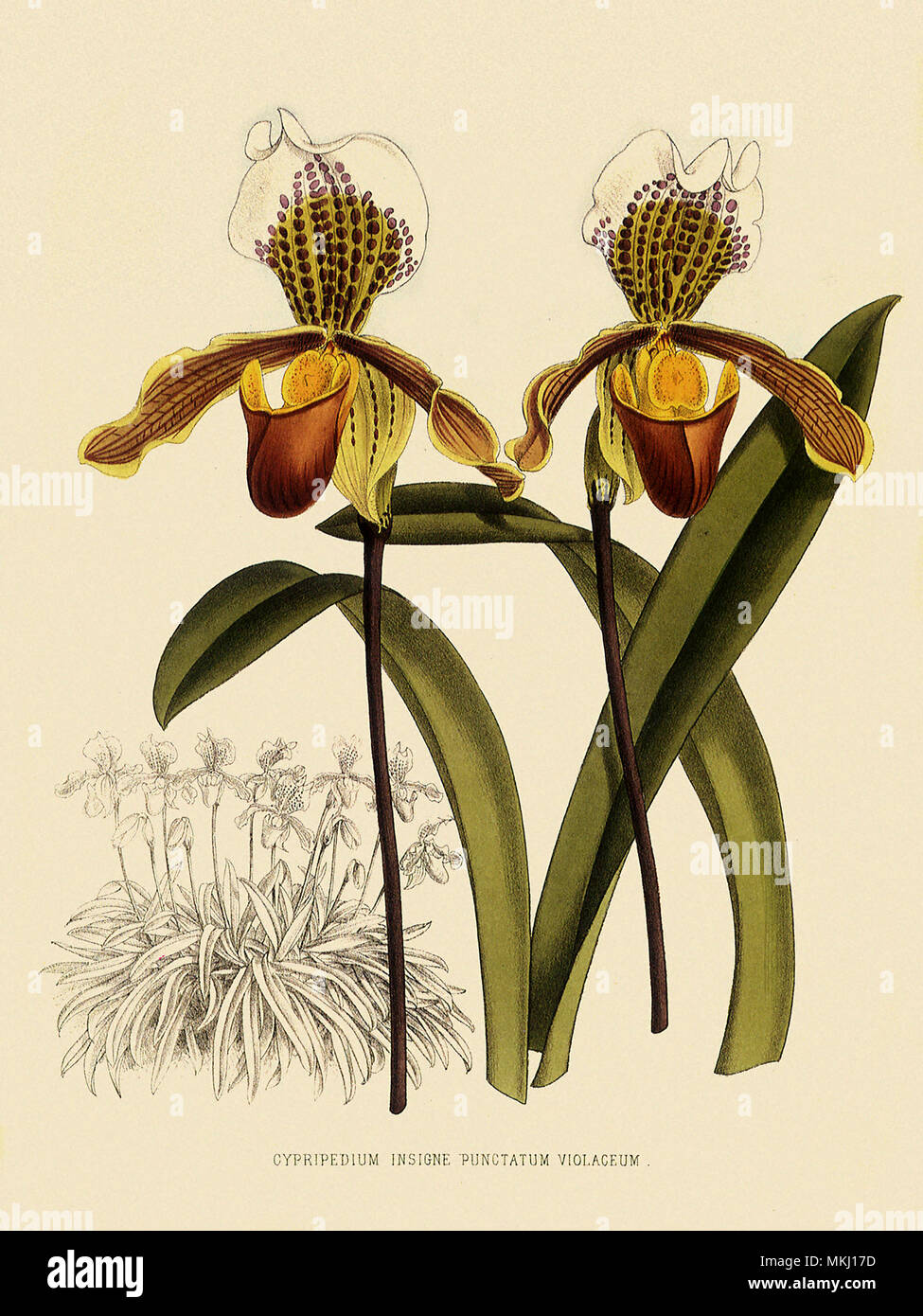 Cypripedium Insigne Punctatum Violaceum Stock Photo