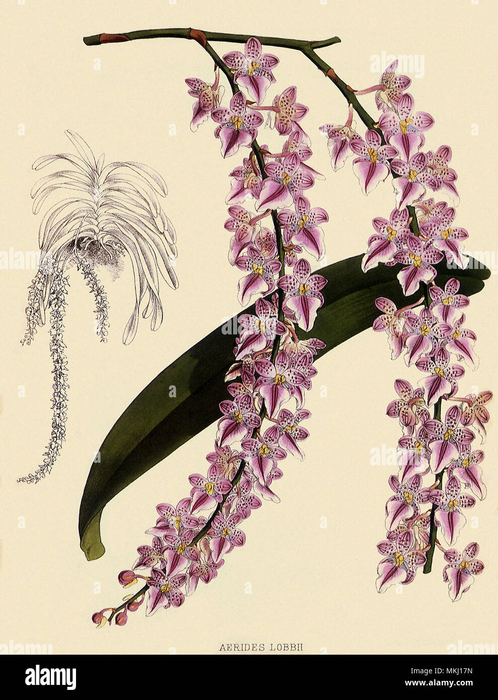 Foxtail Orchids, Aërides Lobbii Stock Photo