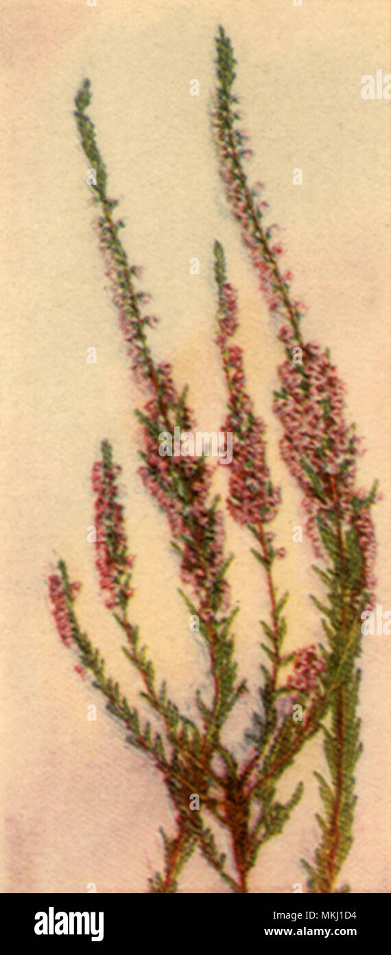 Thin Flowering Stems Stock Photo