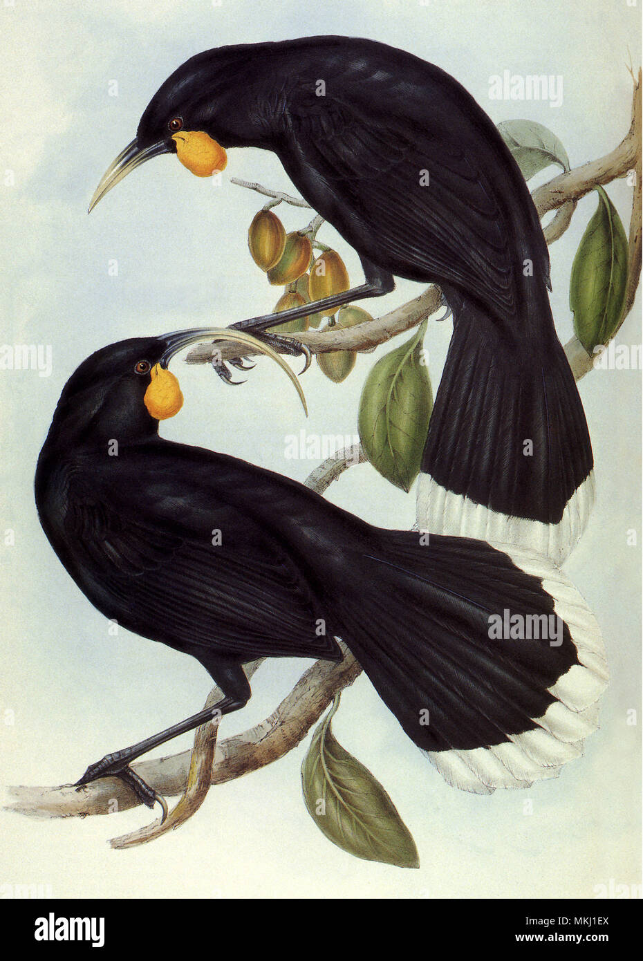 Black Birds Stock Photo