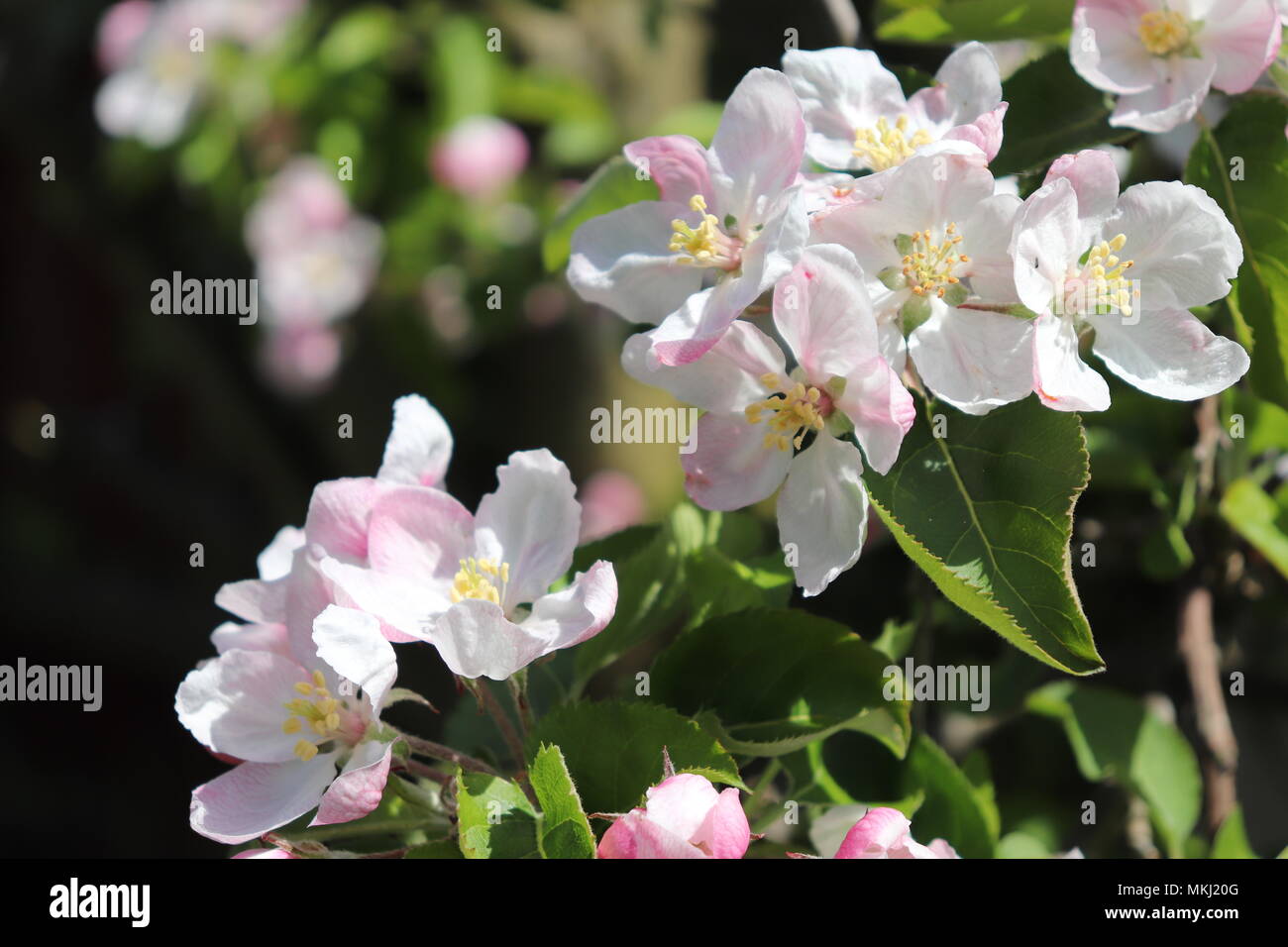 Appleblossom hires stock photography and images
