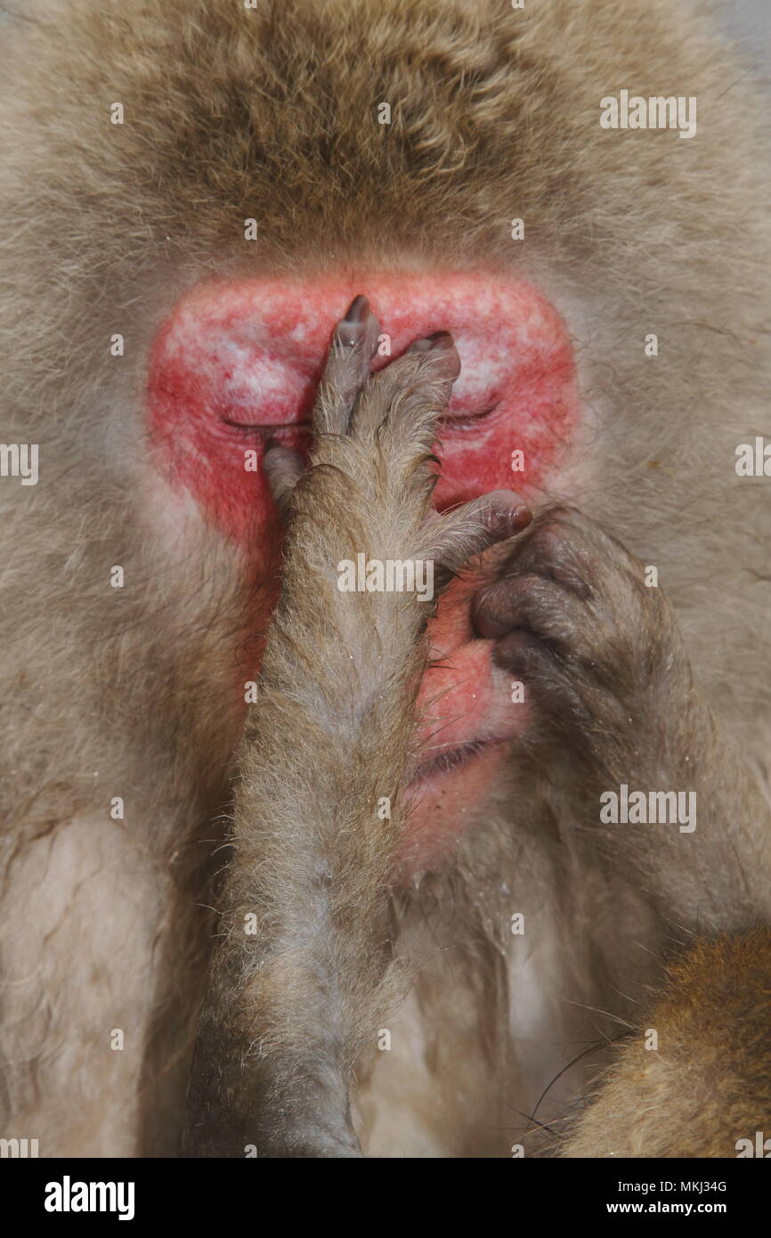 Japanese macaque Stock Photo