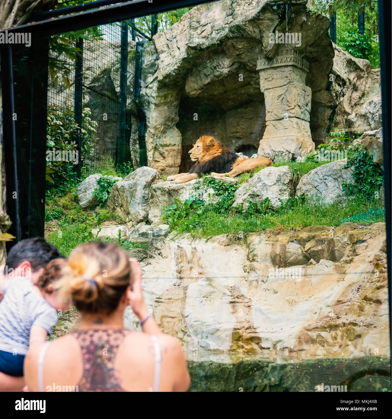 Woman shooting a photo to a Lion at the zoo through the window. Family time at zoo. Stock Photo