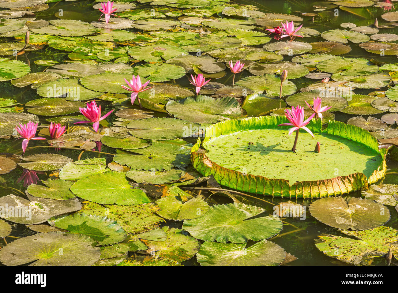 Red lotus flowers and big green leaves on the lake surface Stock Photo Alamy