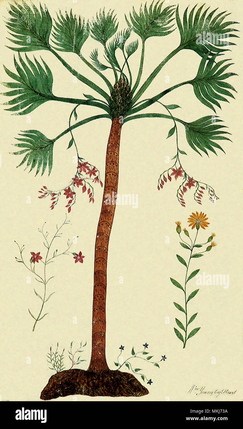 Botanical Tree, Flowers Stock Photo