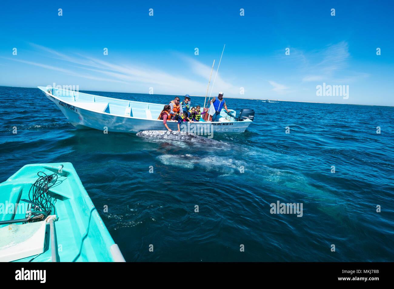 Whale watching in Magdalena Bay in Baja California Sur in northern