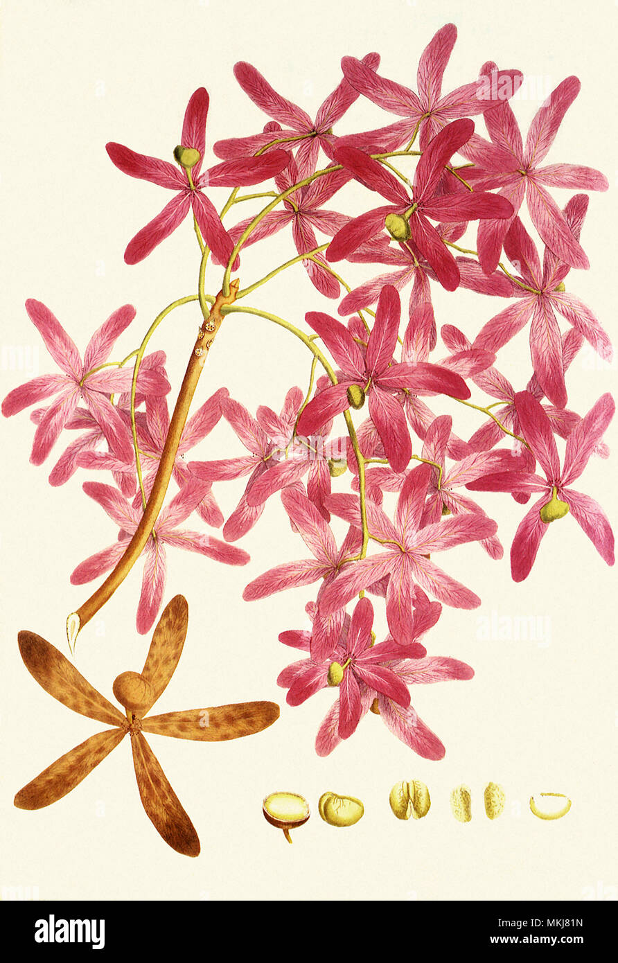 Varnish Tree, Melanorrhoea usitata Stock Photo Alamy