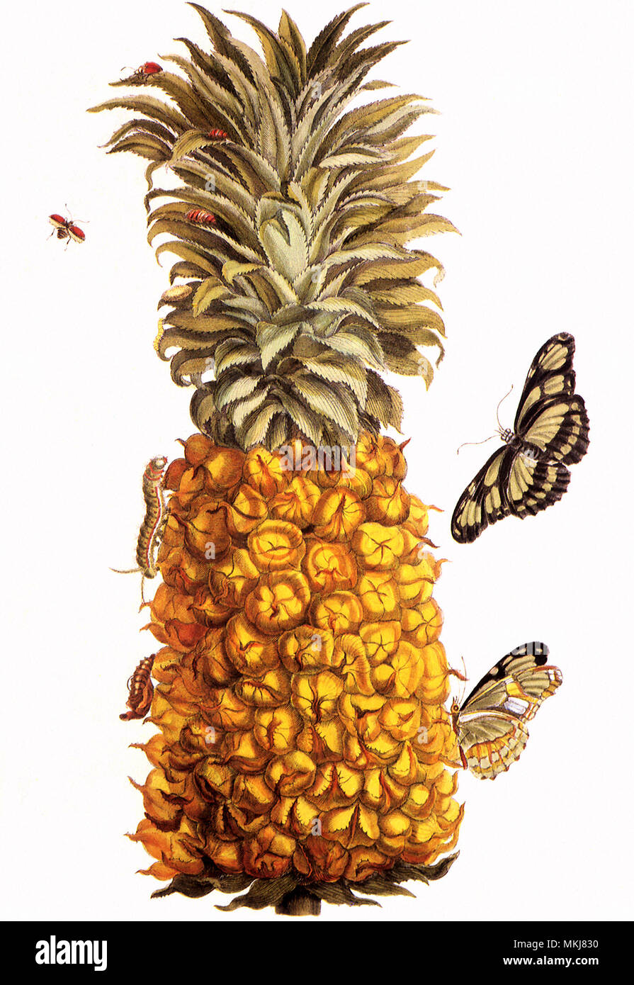 Ananas illustration hi-res stock photography and images - Alamy