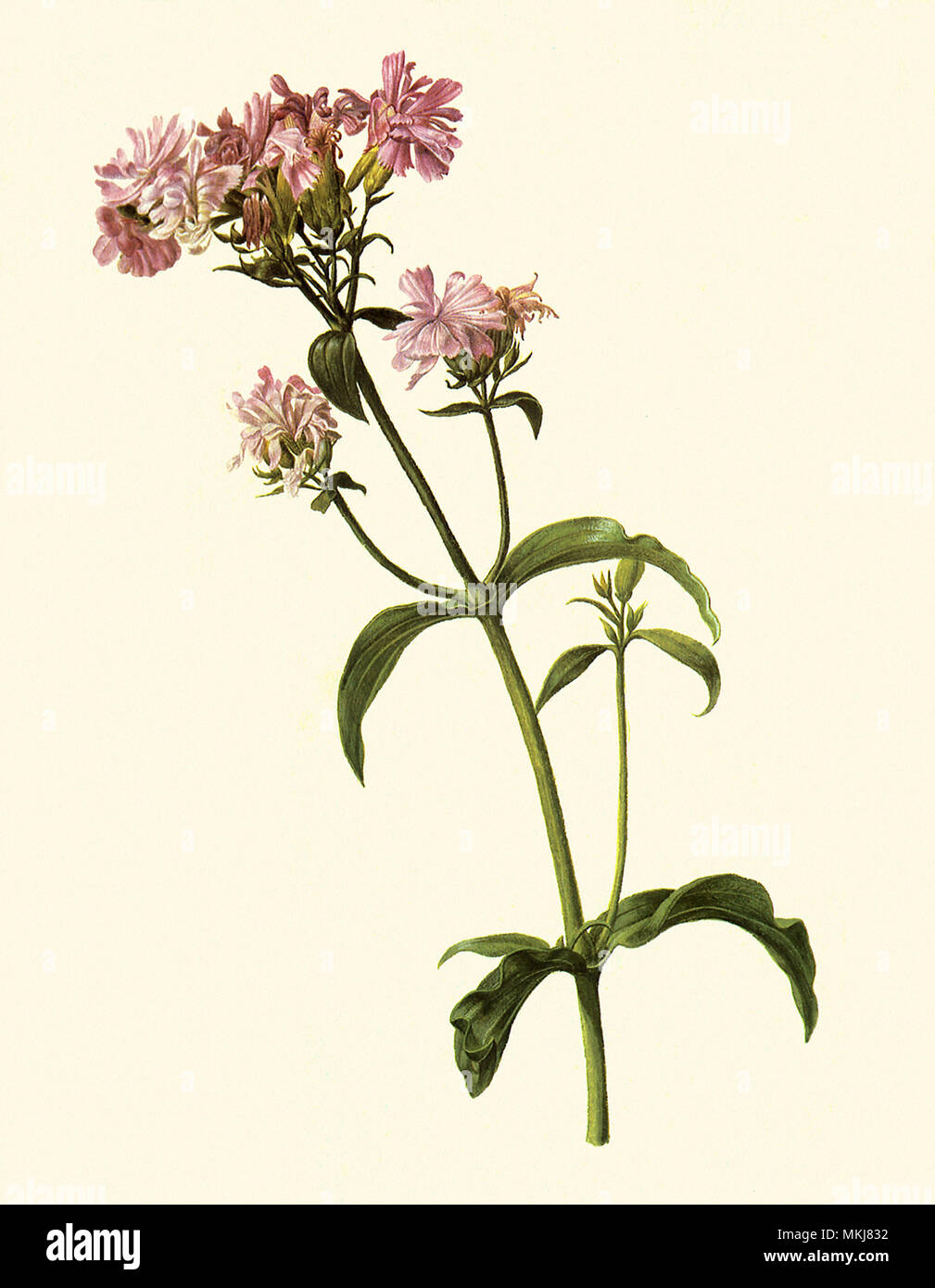 Double Soapwort, Saponaria officinalis Stock Photo