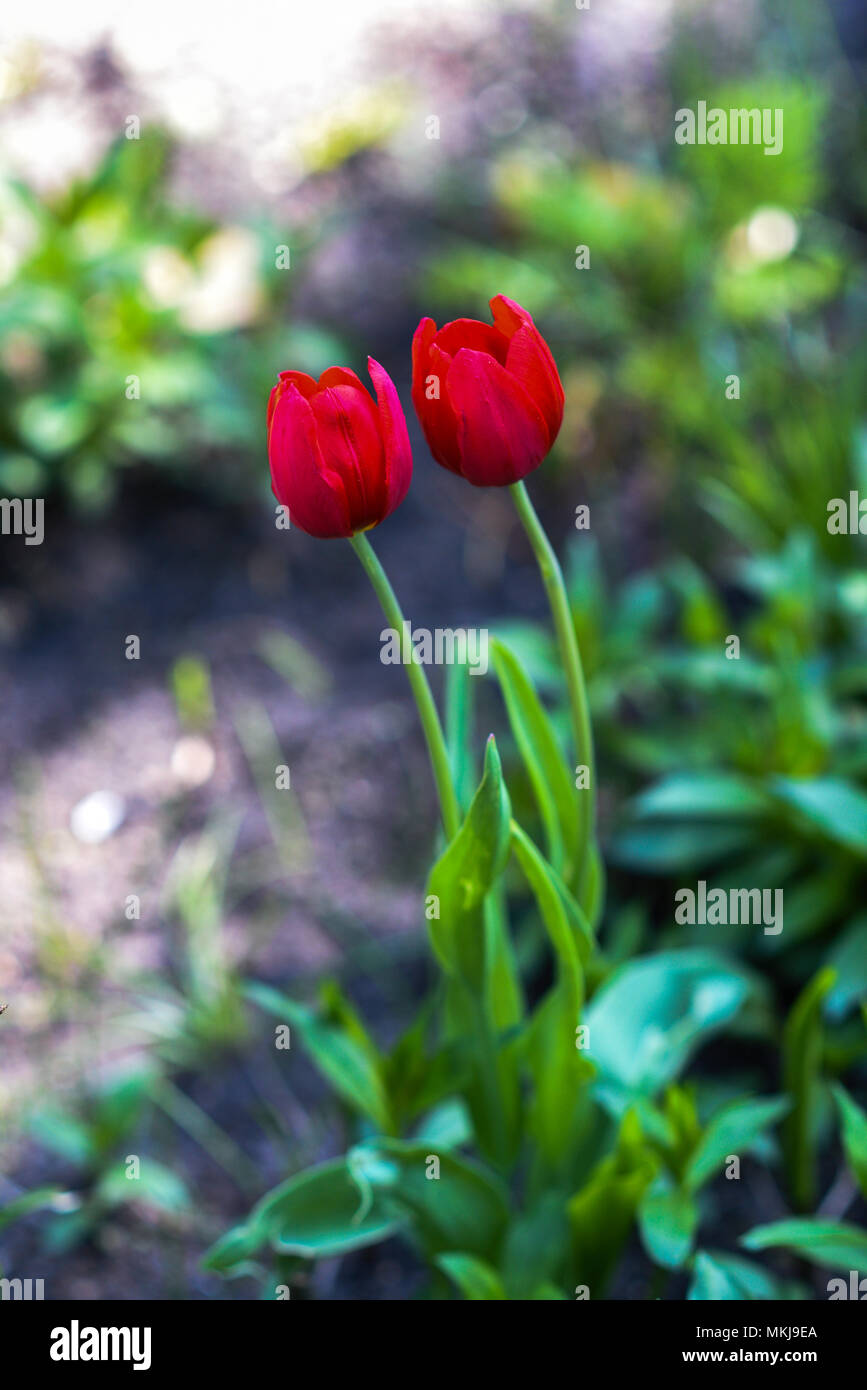 Tulips blooming in the spring garden Stock Photo