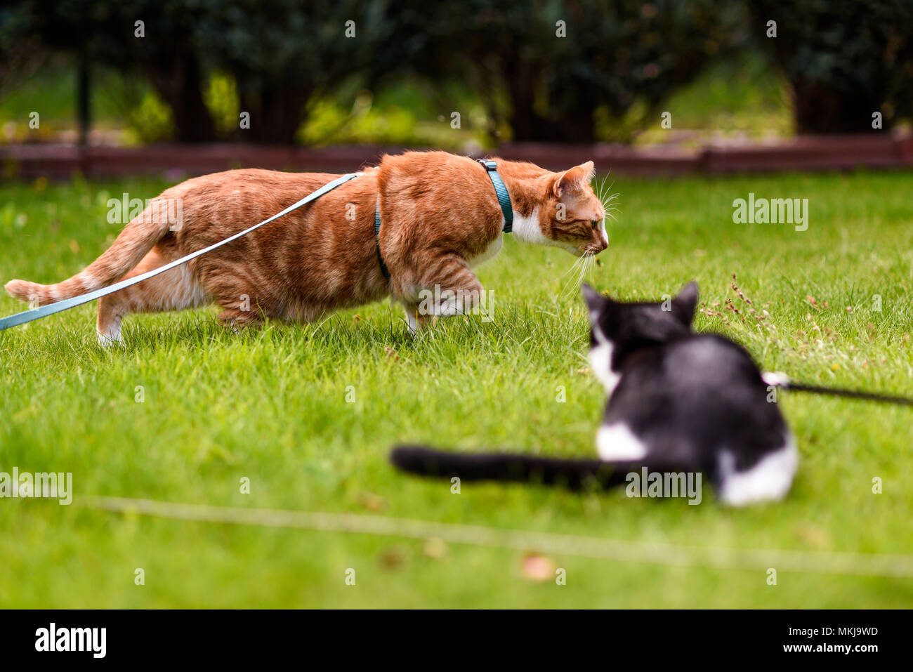 Cats on a leash playing in the garden. Stock Photo