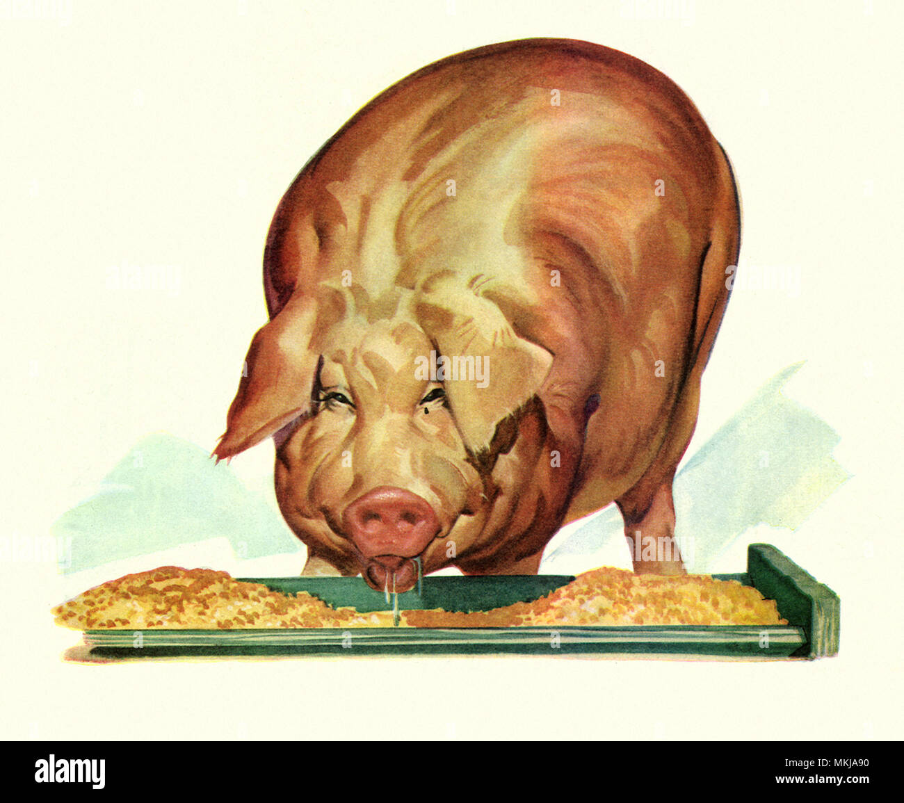 fat-pig-eating-stock-photo-alamy