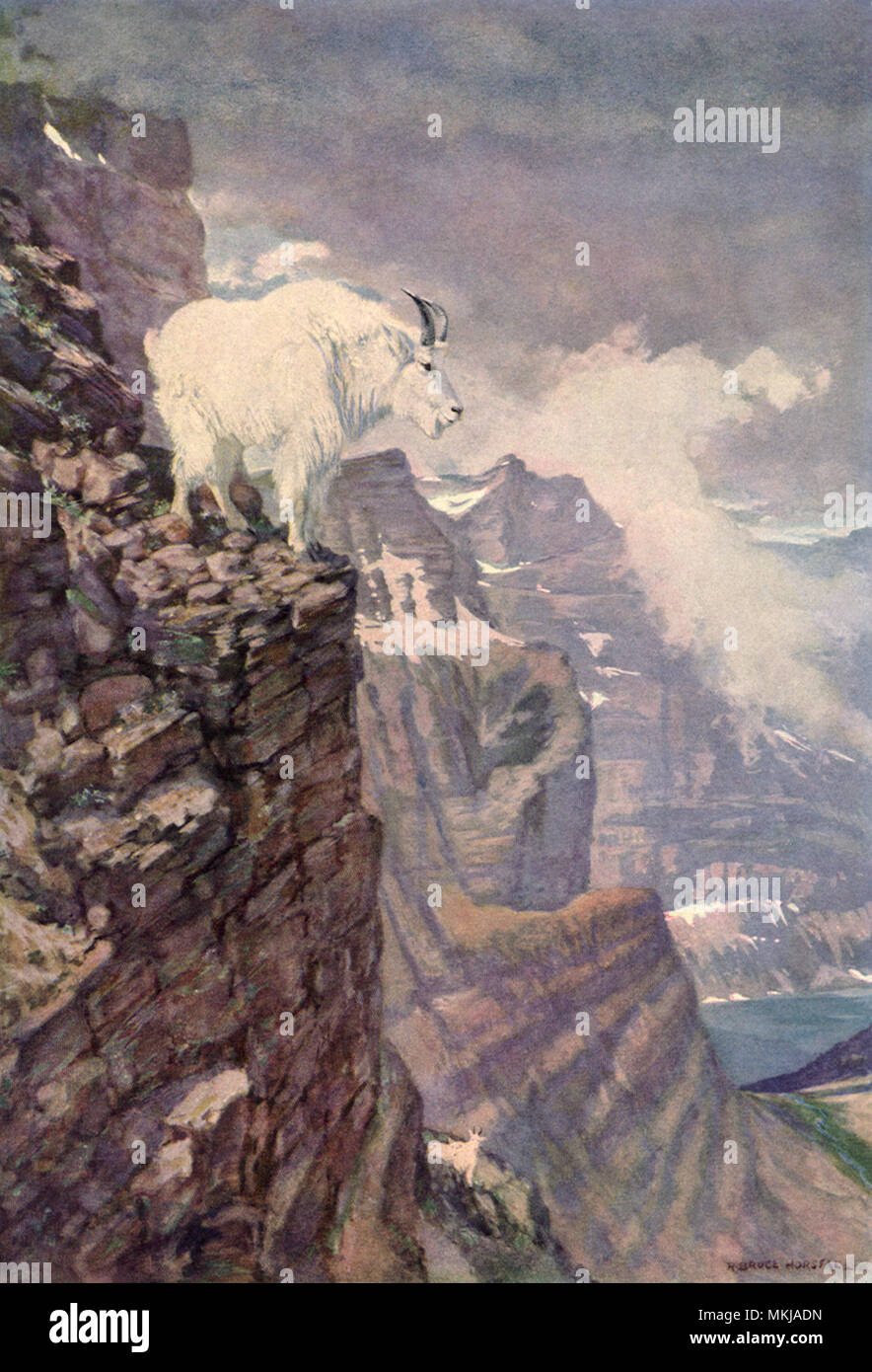 Mountain Goat on Cliff Stock Photo - Alamy