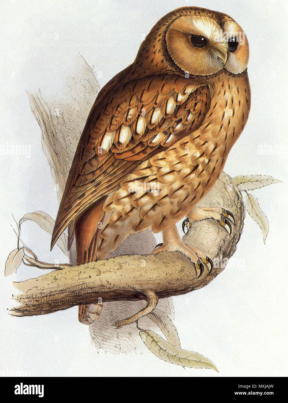 Tawny Owl, Nyctea scandiaca Stock Photo