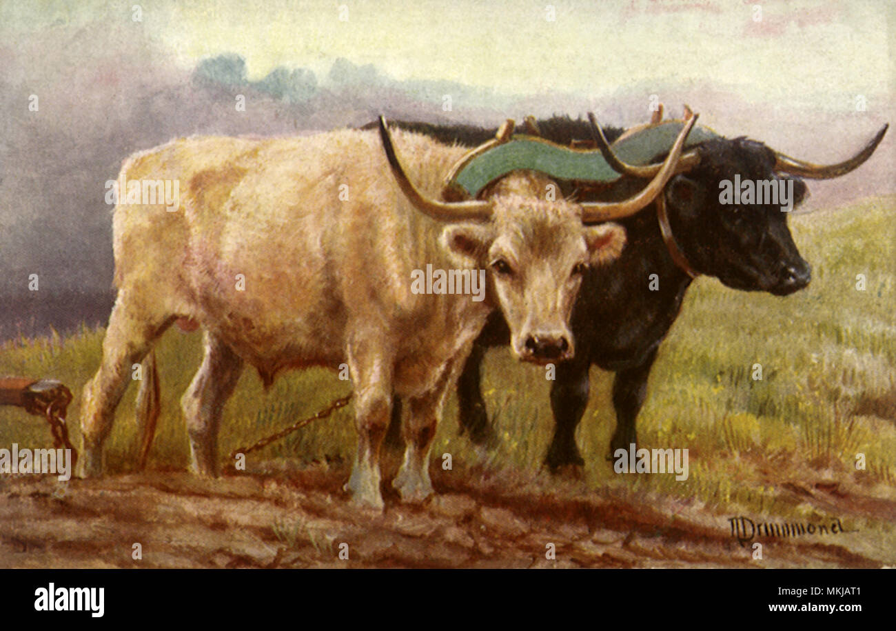 Oxen with Plow Stock Photo