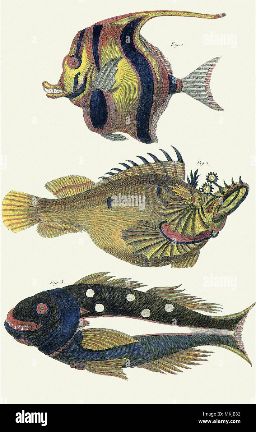 Moorish Idol & Two Other Exotic Fish Stock Photo