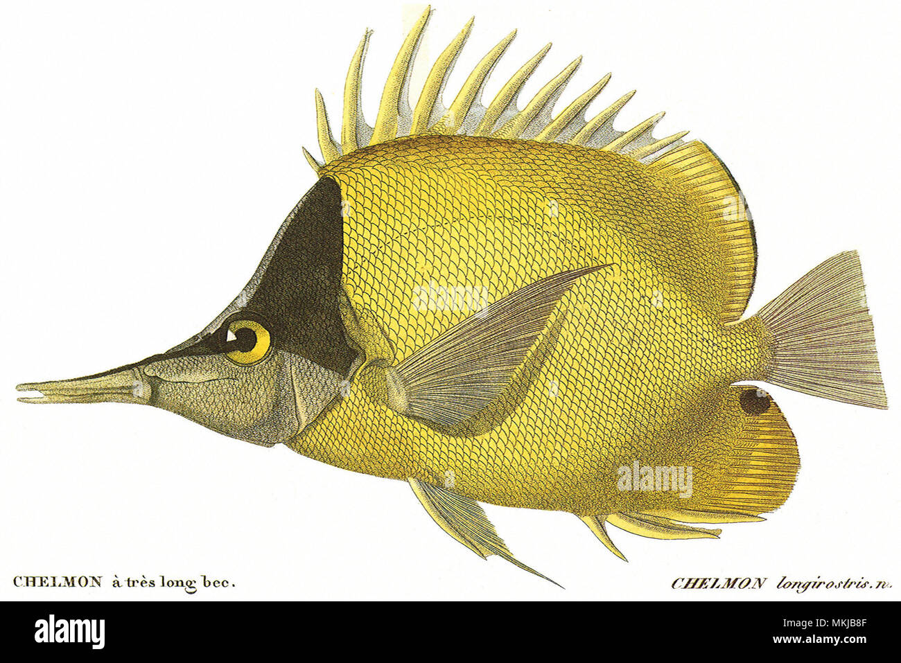 Butterfly Fish Stock Photo