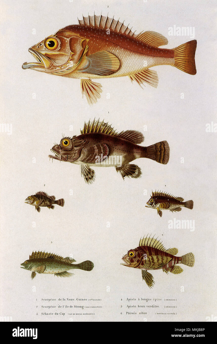 Six Spiny Fish Stock Photo