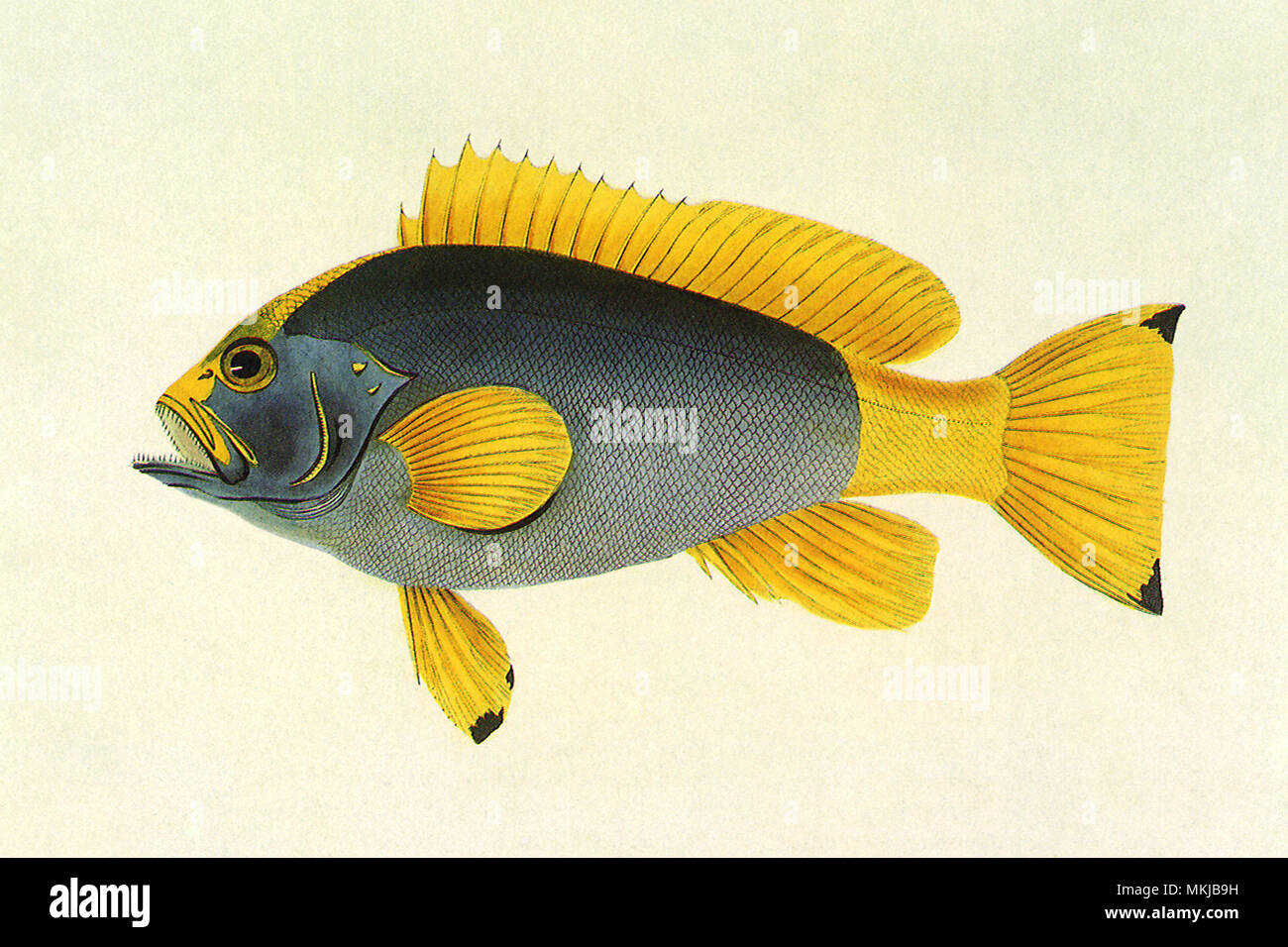 Yellow Tail Rockcod Stock Photo - Alamy