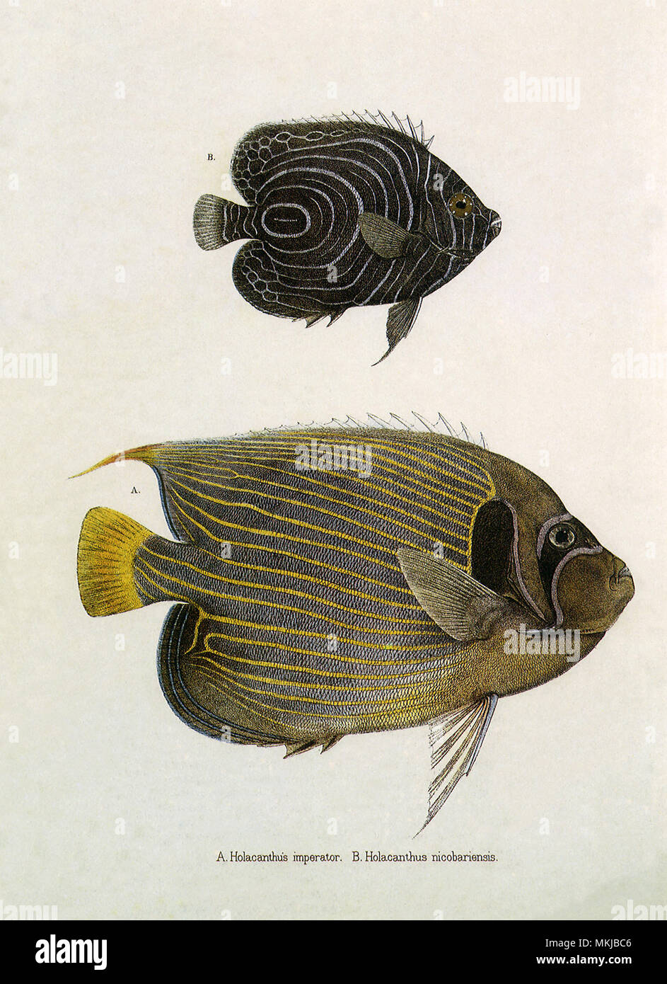 Bottom fish displays hi-res stock photography and images - Alamy