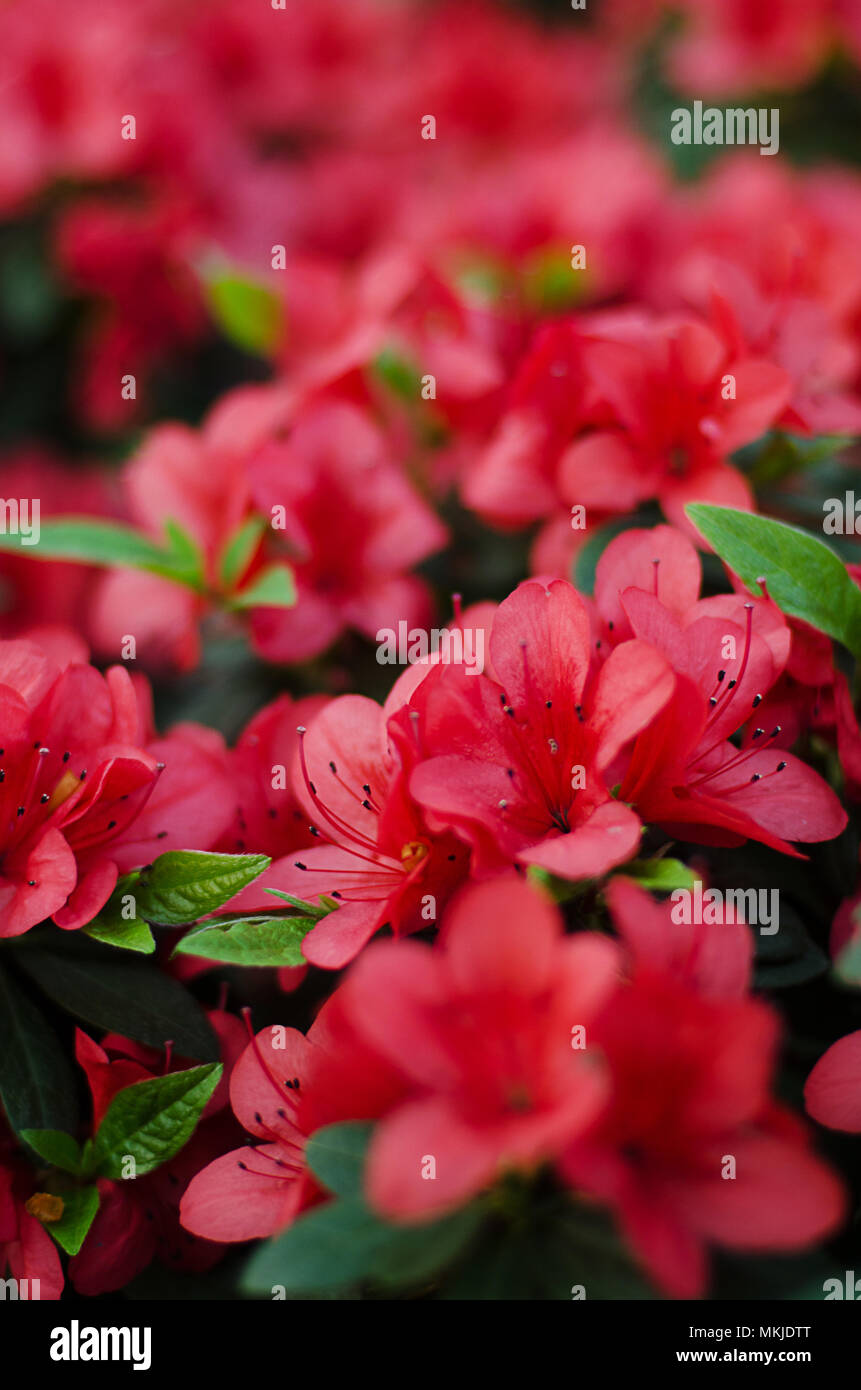 Blossoming pink azalea close up in the garden Stock Photo